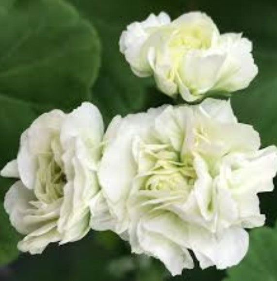 Pelargonium midori bucke vaso 10  zonale rosebud