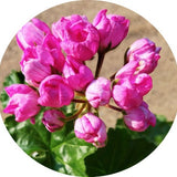 Pelargonium happy birthday vaso 10 zonale tulip