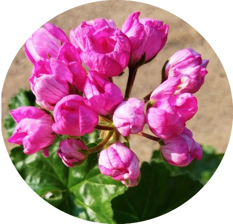 Pelargonium happy birthday vaso 10 zonale tulip