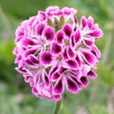 Pelargonium Zurichgarten vaso 10 profumo Balsamico