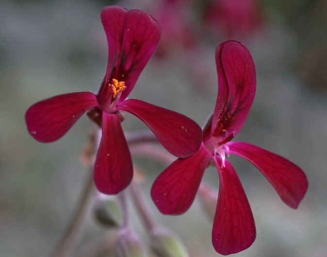 Pelargonium Sidoides vaso 10