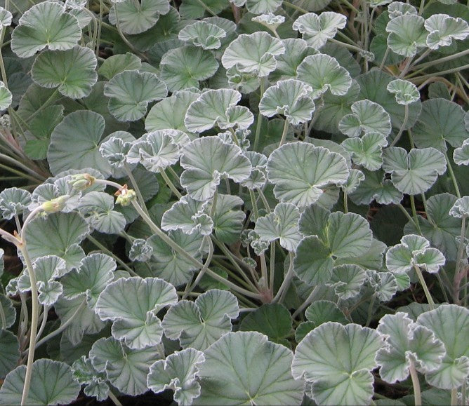 Pelargonium Sidoides vaso 10