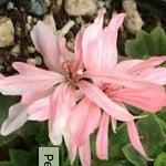 Pelargonium Bonny zonale stellare miniatura