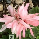 Pelargonium Bonny zonale stellare miniatura