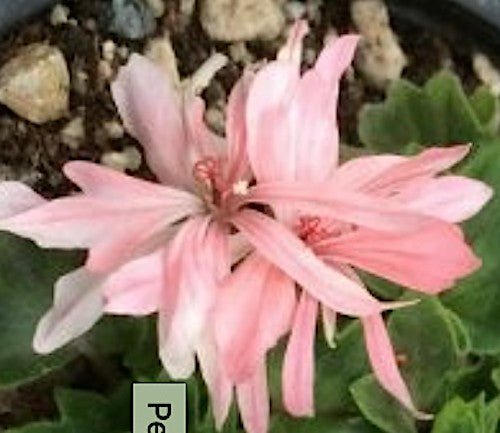 Pelargonium Bonny zonale stellare miniatura