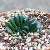 Haworthia Truncata swyrli