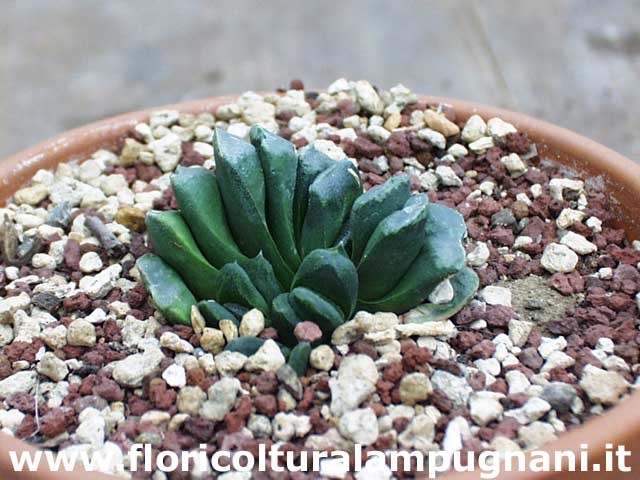 Haworthia Truncata swyrli