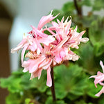 Pelargonium Bonny zonale stellare miniatura