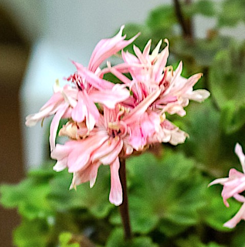 Pelargonium Bonny zonale stellare miniatura