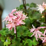 Pelargonium Bonny zonale stellare miniatura
