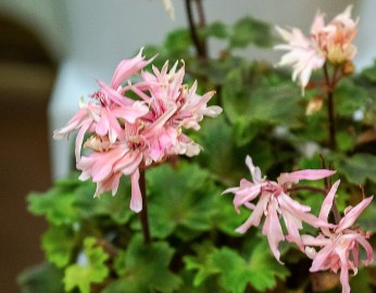 Pelargonium Bonny zonale stellare miniatura