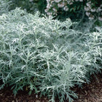 Artemisia ludoviciana silver queen vaso 9