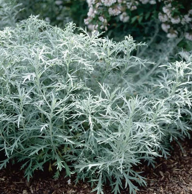 Artemisia ludoviciana silver queen vaso 9