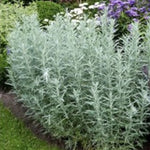 Artemisia ludoviciana silver queen vaso 9