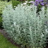 Artemisia ludoviciana silver queen vaso 9