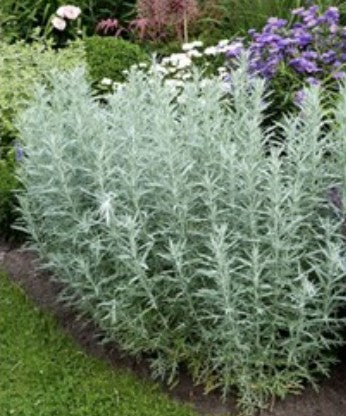 Artemisia ludoviciana silver queen vaso 9