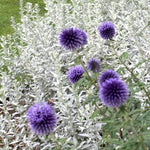 Artemisia ludoviciana silver queen vaso 9