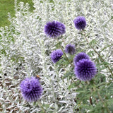 Artemisia ludoviciana silver queen vaso 9