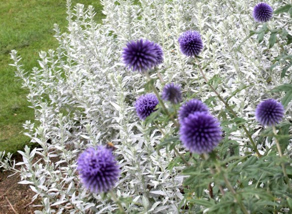 Artemisia ludoviciana silver queen vaso 9