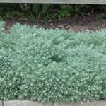 Artemisia schmidtiana nana vaso 9