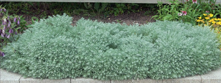 Artemisia schmidtiana nana vaso 9