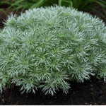 Artemisia schmidtiana nana vaso 9