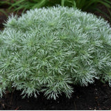 Artemisia schmidtiana nana vaso 9