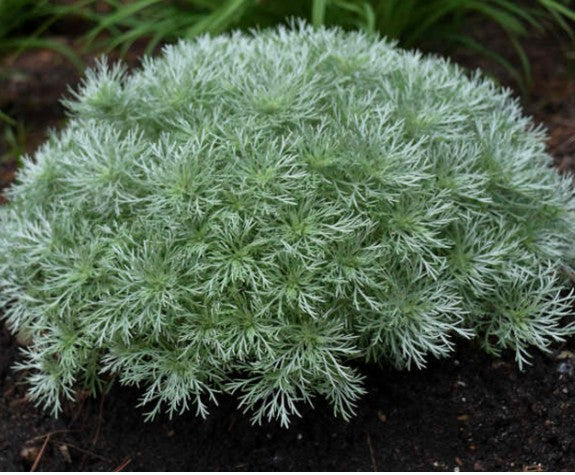 Artemisia schmidtiana nana vaso 9