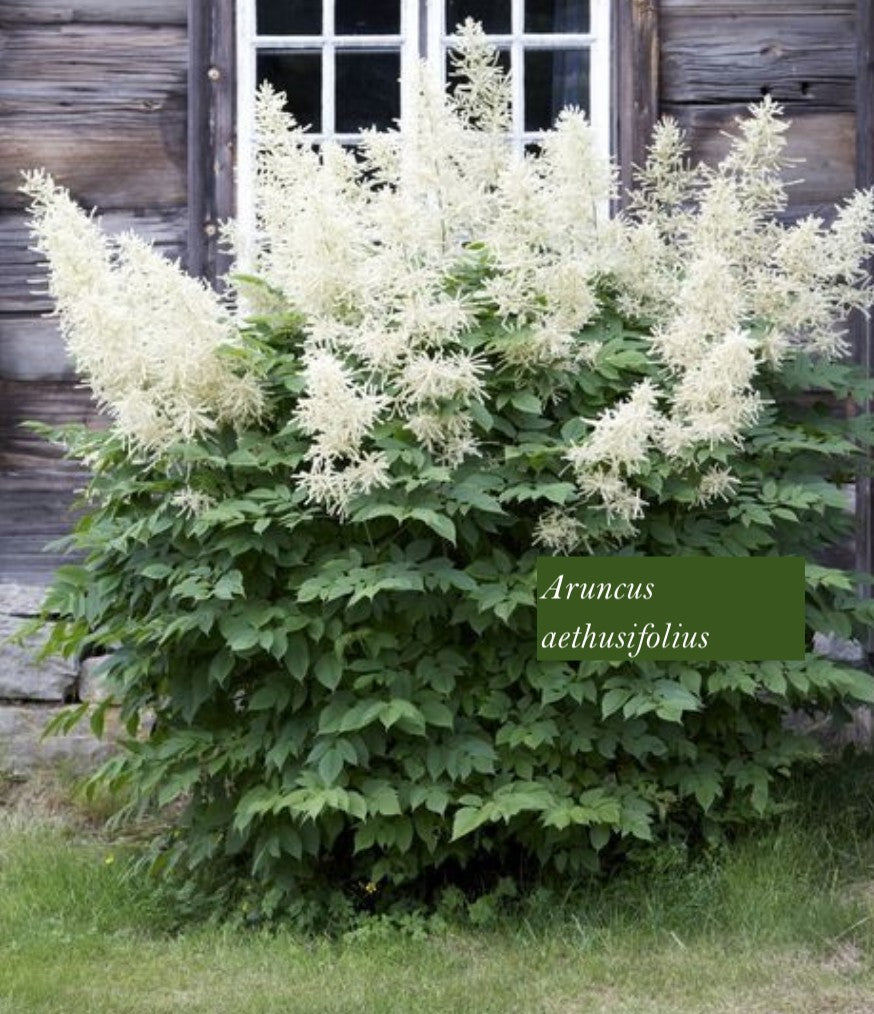 Aruncus aethusifolius vaso 9