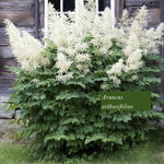 Aruncus aethusifolius vaso 9