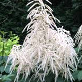 Aruncus aethusifolius vaso 9