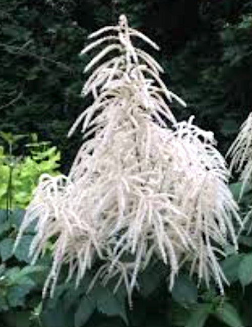 Aruncus aethusifolius vaso 9