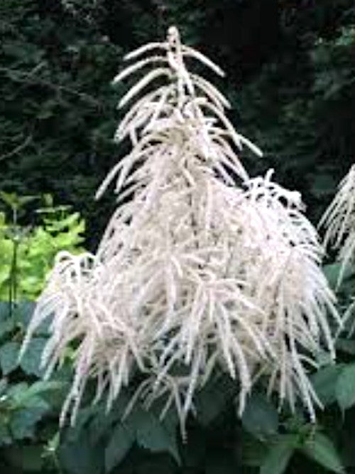 Aruncus aethusifolius vaso 9