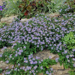 Aster ageratoides adustus nanus