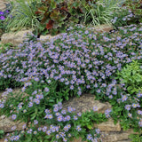 Aster ageratoides adustus nanus