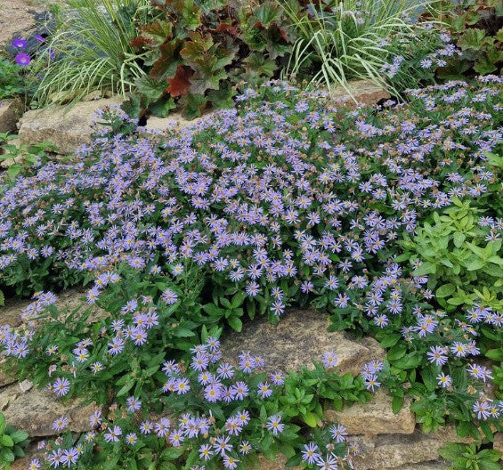 Aster ageratoides adustus nanus