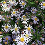 Aster ageratoides adustus nanus