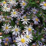 Aster ageratoides adustus nanus