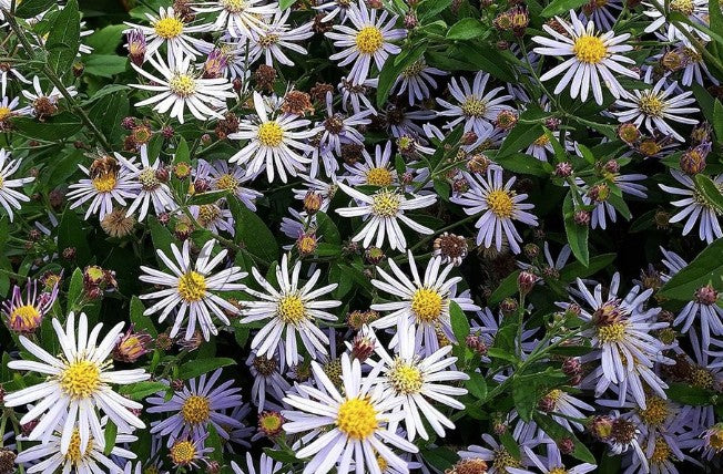 Aster ageratoides adustus nanus