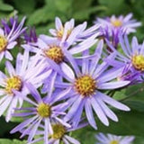 Aster ageratoides adustus nanus