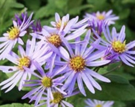Aster ageratoides adustus nanus