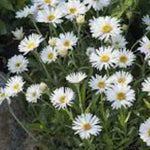 Aster alpinus albus