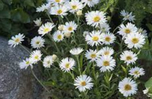 Aster alpinus albus