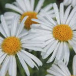 Aster alpinus albus