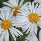 Aster alpinus albus
