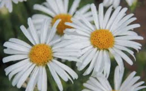 Aster alpinus albus