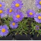Aster alpinus goliath v.9