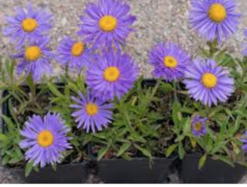 Aster alpinus goliath v.9