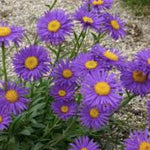 Aster alpinus goliath v.9
