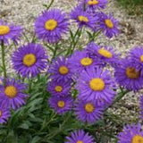 Aster alpinus goliath v.9